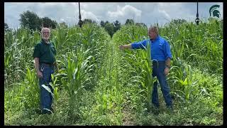 Cover Crop:  Skip Row Interseeded Corn