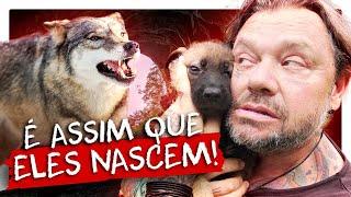 ACOMPANHEI O NASCIMENTO DE LOBOS DE PERTO! | RICHARD RASMUSSEN