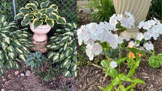 Planting my latest Perennial Plant Haul for the Sun and Shade Gardens