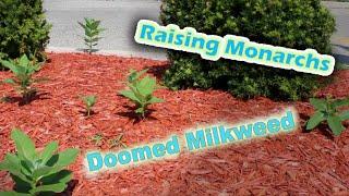 Raising Monarchs - Doomed Milkweed (Help The Monarch Butterfly)