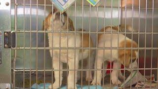 Montrose Elementary students raise money for Kanawha-Charleston Humane Association