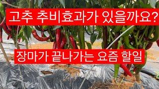 고추농사 긴 장마 후 순멎이 해결에 효과가 있을까요?