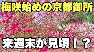 【4K】2025年3月8日（土）梅咲始めの京都御所。来週末が見頃！？梅花盛開時的京都御所。直到下個週末它也許還會盛開！Kyoto Imperial Palace japan.