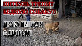 ПИТБУЛЬ ТРЕПИТ СОБАКУ! СИЛЬНАЯ ХВАТКА ПИТБУЛЯ ЧУТЬ НЕ УБИЛА СОБАЧКУ!! КТО КОГО?!