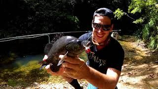 FRESHWATER FLY FISHING FNQ