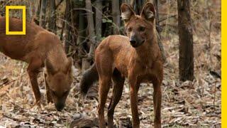 See the Wild Dog That Urinates In a Weird Way | National Geographic