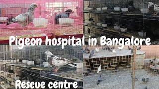 pigeon hospital & rescue centre in Bangalore#pigeons#therescuer#birds#animalsrescue