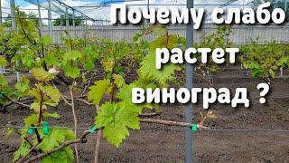 Почему не растет виноград? Каждого беспокоит этот вопрос