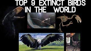 TOP 9 EXTINCT BIRDS IN THE WORLD || THE CROWN KAAL 