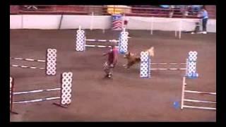 24k Retrievers - Canine Agility - Freedom Martel - clip 0027