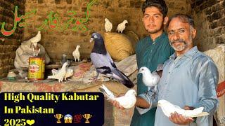 Dara Waley Kabutar High Quality || Chatri Wale Pigeon 2025 