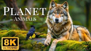 Plannet Animals 8K ULTRA HD - Wild Animals of Rainforest With Calming Music