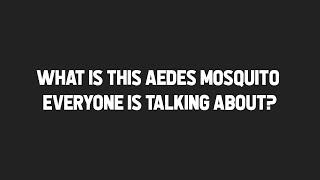 MQA S1 E7: What is this Aedes mosquito everyone is talking about?