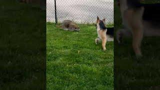 Tazz the Raccoon Plays with Pup Sister || ViralHog