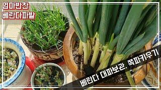 [엄마반찬] 우리집 베란다 파밭 대파 보관법 & 쪽파 키우기 겨울 파테크~