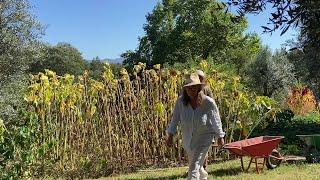 Beautiful Relaxing Days Harvesting and Planting