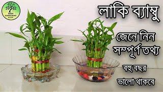 Lucky Bamboo অনেক বছর ভালো রাখার সম্পূর্ণ পদ্ধতি / Lucky bamboo grow and care for long times