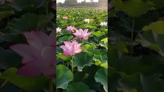 Relaxing voice # relaxing #quranrecitation #qurantilawat #viralshort#algorithm