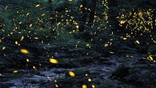 Tennessee fireflies: A summertime light show