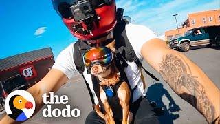 These Chihuahua's Love Going On Motorcycle Rides With Dad | The Dodo Little But Fierce