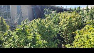 Almost Harvest Time for Skunk and Maui's, Blue Dreams are lagging behind, Smoke the Ganja & Be Happy