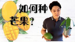 【小亨园艺】如何种芒果？从芒果种子到小盆栽？如何养护芒果？百分之百发芽芒果种子的方法！Grow Mongo from the seed!!