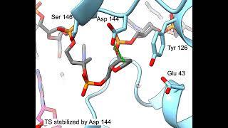 MutY (Ser146) mechanism