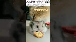 猫のおもしろ動画にツッコミどころ満載なアフレコしてみた＃289【クッキー】【ハプニング映像】#shorts　#アフレコ #面白動画