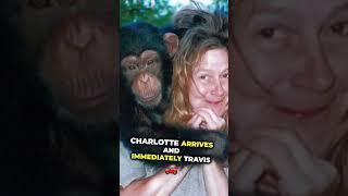 A monkey destroys her face Charla Nash - Travis the chimp