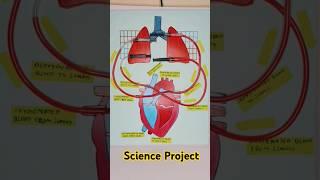 Human blood circulatory system working model | science project #science #scienceproject #project