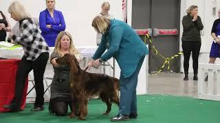 2022-11-20 Irish Setter. Dog show group