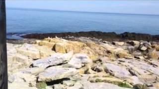 Machias Seal Island - A birder's paradise