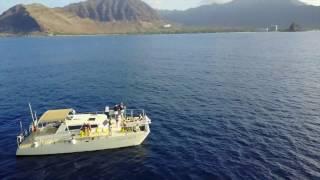 Wild Side Tours on west Oahu, Beautiful drone views of the whales!