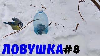 Самая простая ловушка на птичку#8