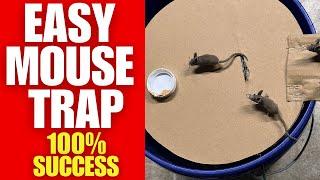 Easy DIY Mouse Trap | Simple Homemade Design | 100% Effective