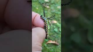 "Rare and Stunning Caterpillar Found! | Nature's Wonders" #youtubeshorts #shortvideo #shorts #short