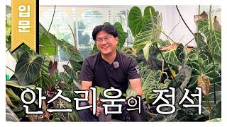 (입문) 고수 시청 금지 ㅣ 안스리움 초보자만 보세요ㅣ안스리움 시작하는 법