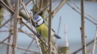 Blaumeise Gesang