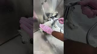 Jojo checked in for a cool bath ️ at passion pets clinic madurai 9360428773