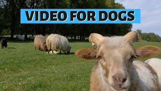 DOG TV SHEEP | Relaxing Video For Dogs: Baaing Sheeps & Lambs