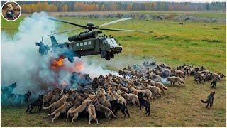 LIVE: How Farmers and Hunters Deal with Millions of Leopards , Wolves and Wild Boars by helicopter