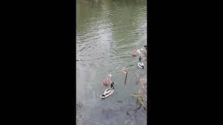 Feeding swan, duck..  #tamil #uk #bedford #swan #duck