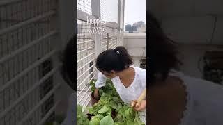 Samantha Akkineni latest gardening video