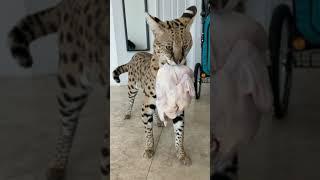 Savannah Cat Love to Eat Chicken.... Aggressive Savannah Cat .... Energetic Savannah Cat