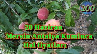 20 haziran Mersin Antalya ve kumluca hal fiyatları 200