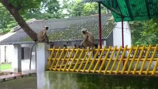 monkeys at Barrackpore/West Bengal #viralvideo #viral #explore #animals @meethuuz world by nisaharun