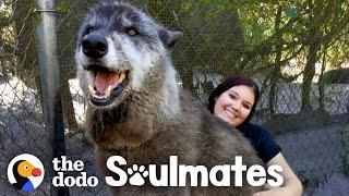 Wolf Dog Who Growls At Everyone Else Snuggles With His Best Friend | The Dodo Soulmates