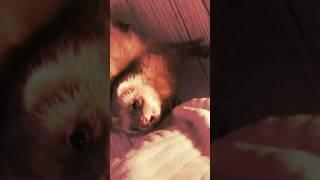 Le démon Tsukiki !!🫶 #ferret #ferrets #furet #furets #funnyvideos #funnyshorts #funny #humour