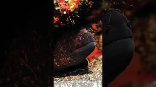 magical #emrandomtv #undersea #foryou #amazingsea #relaxing #magicalwater #fish