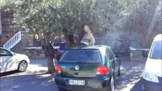 Verrückte Ziege klettert auf Autodach ! (Rhodos|Griechenland)